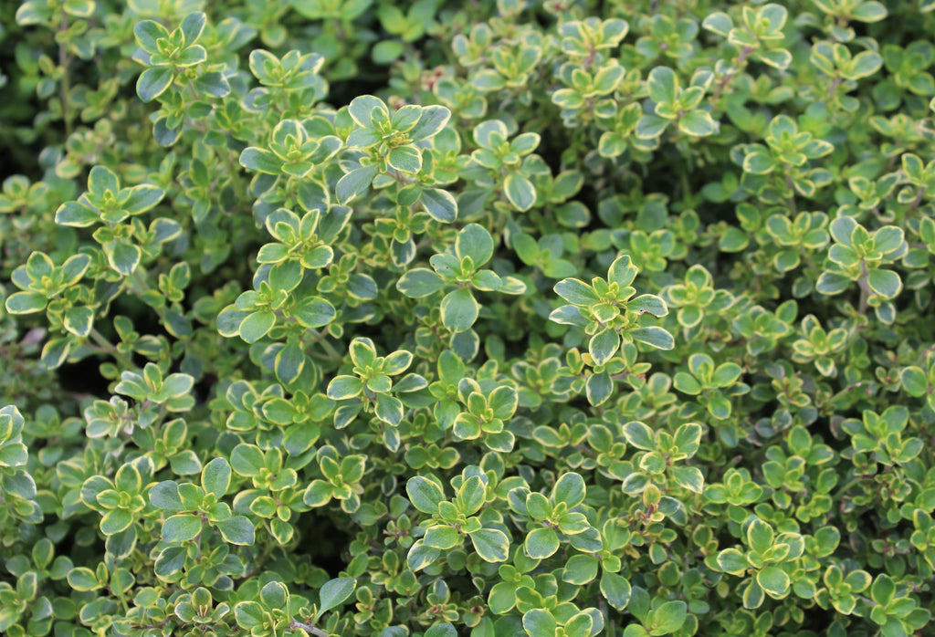Groundcover, Thymus x citriodorus 'Lemon Variegated'