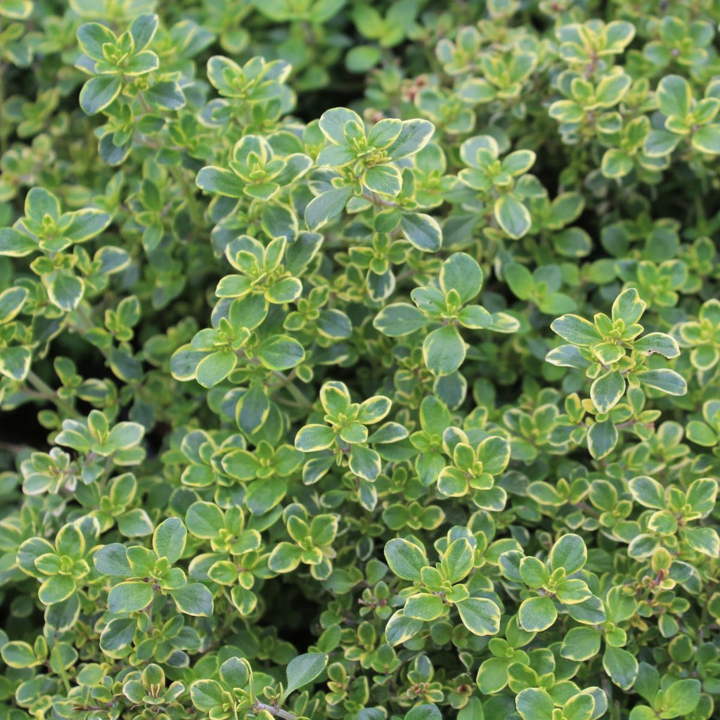 Groundcover, Thymus x citriodorus 'Lemon Variegated'