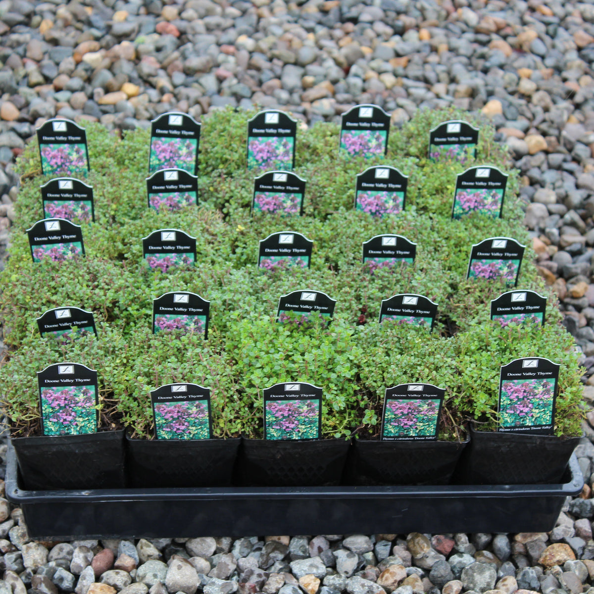 Groundcover, Thymus x citriodorus 'Doone Valley- 25 per flat