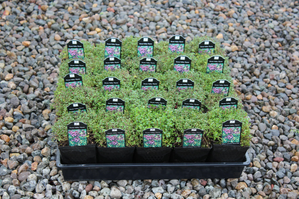 Groundcover, Thymus x citriodorus 'Doone Valley- 25 per flat