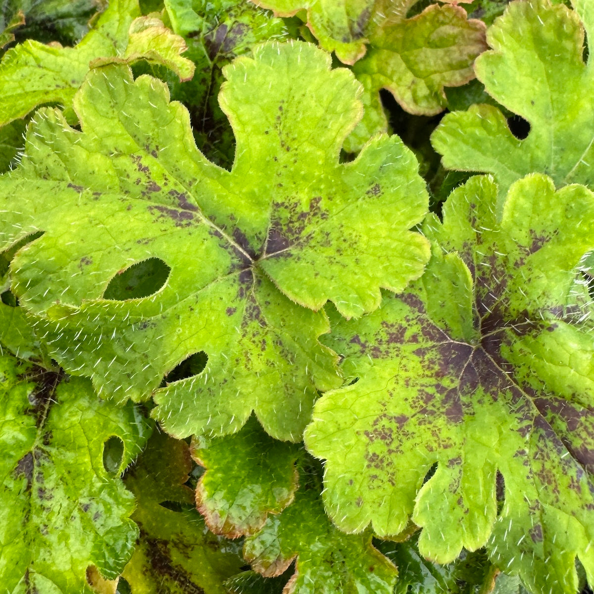 Tiarella 'Finger Paint'