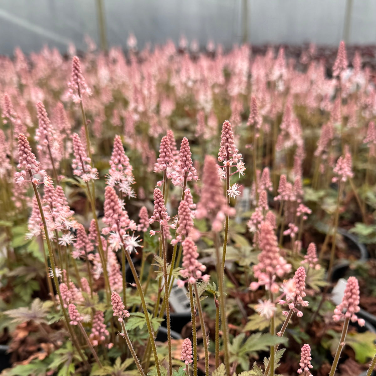 Tiarella ‘Pink Skyrocket’