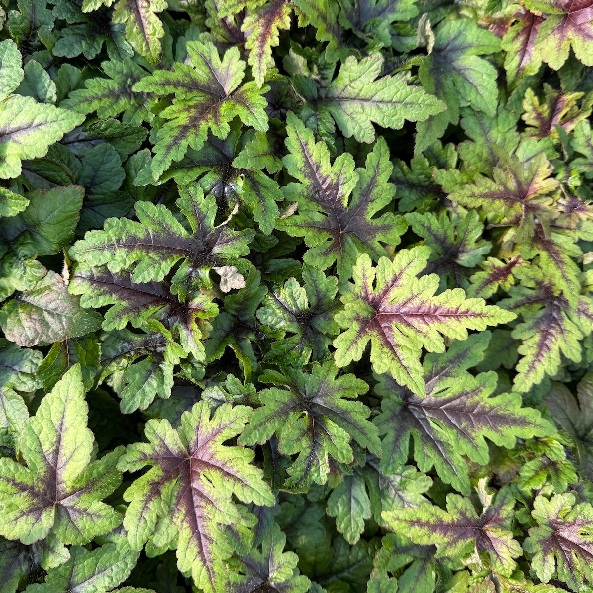 Tiarella 'Sugar and Spice'