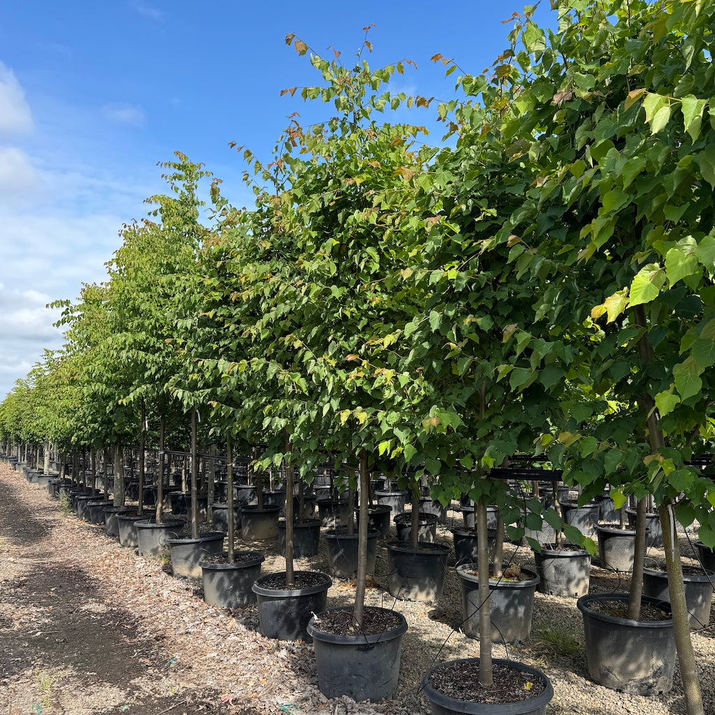 Tilia c. 'Greenspire'®