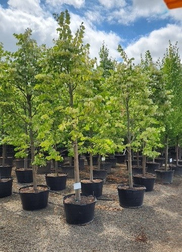 Tilia to. 'Satin Shadow'