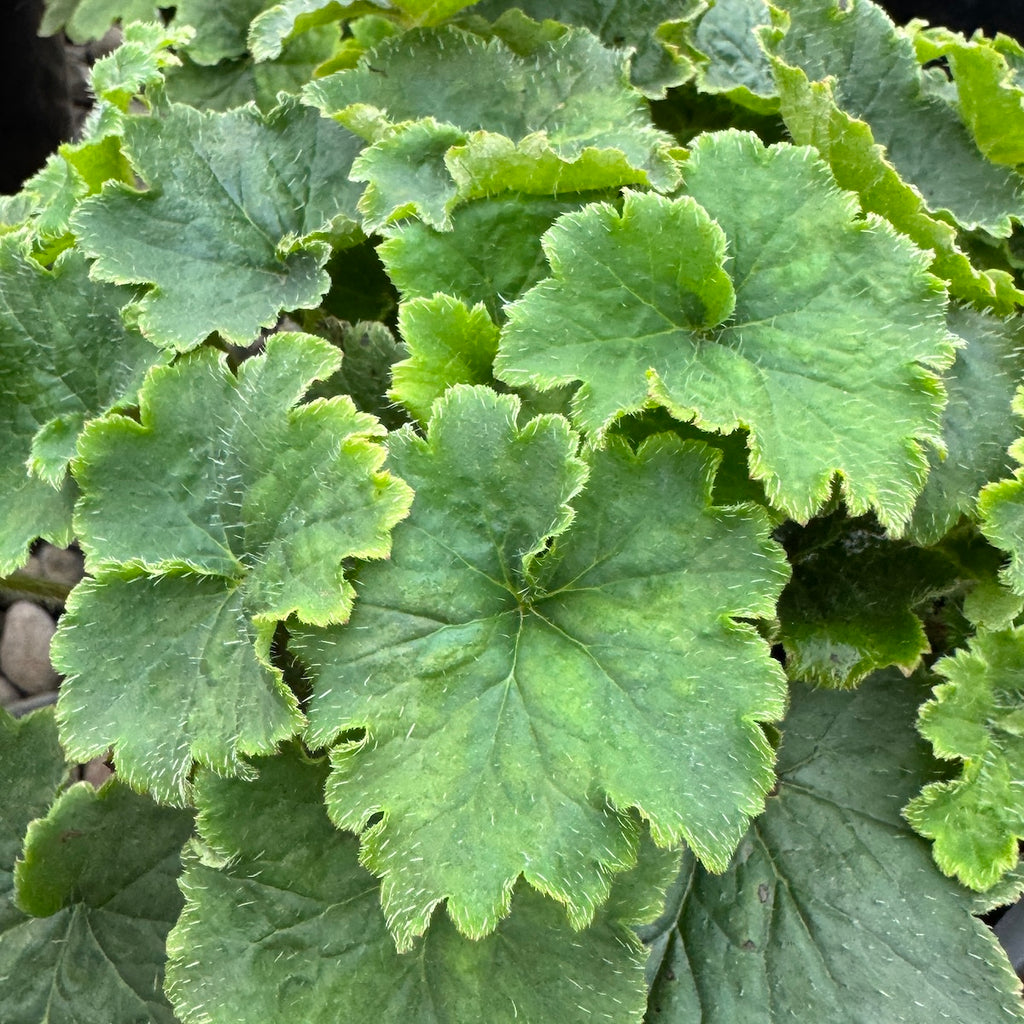 Tolmiea Menziesii