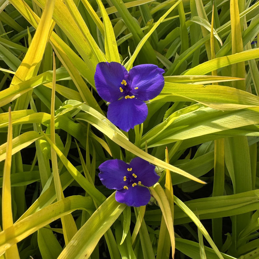 Tradescantia 'Blue and Gold'