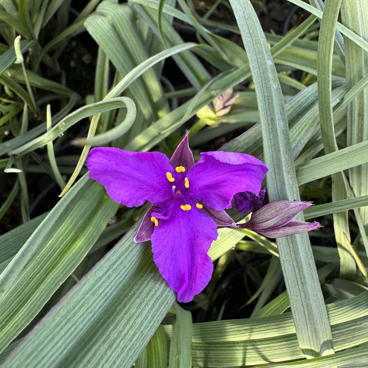 Tradescantia 'Concord Grape'