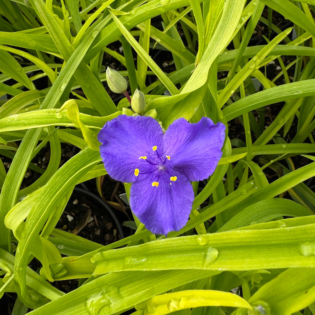 Tradescantia 'Sweet Kate'