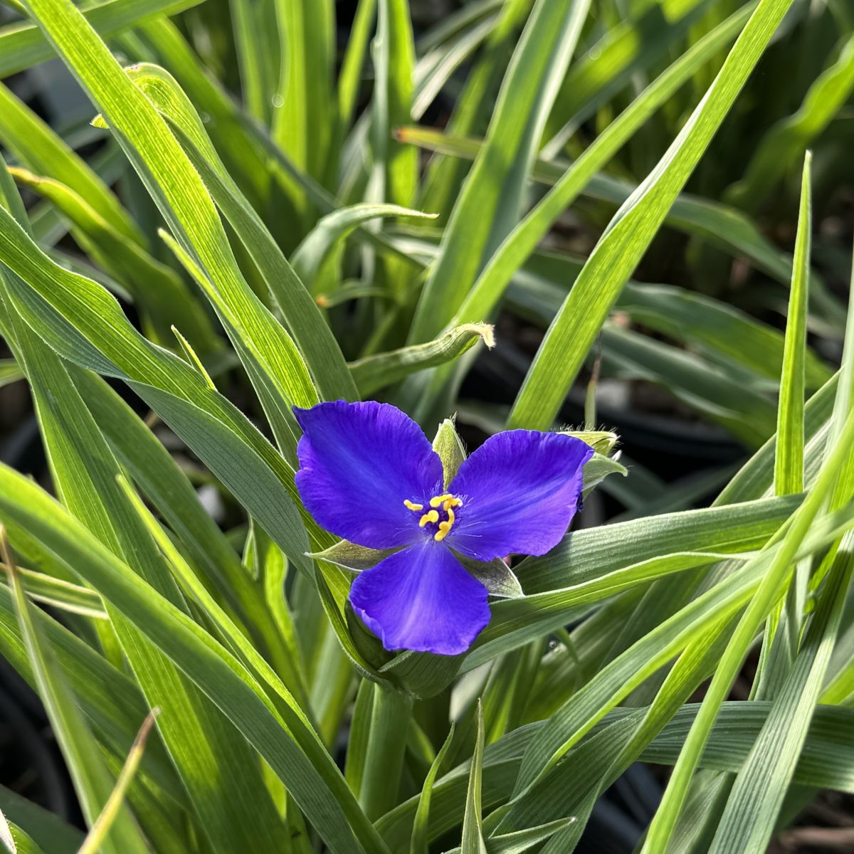 Tradescantia 'Zwanenburg Blue'