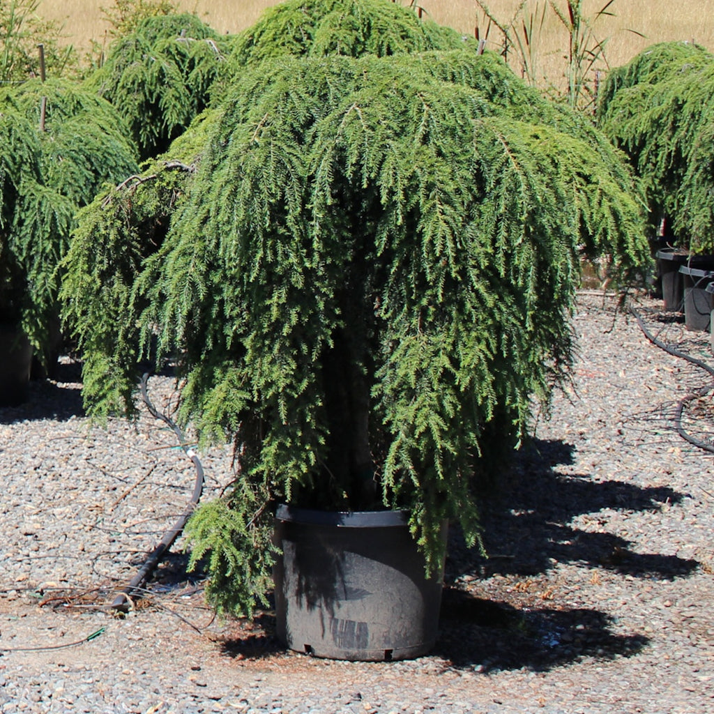 Tsuga can. 'Pendula' (Sargentii)
