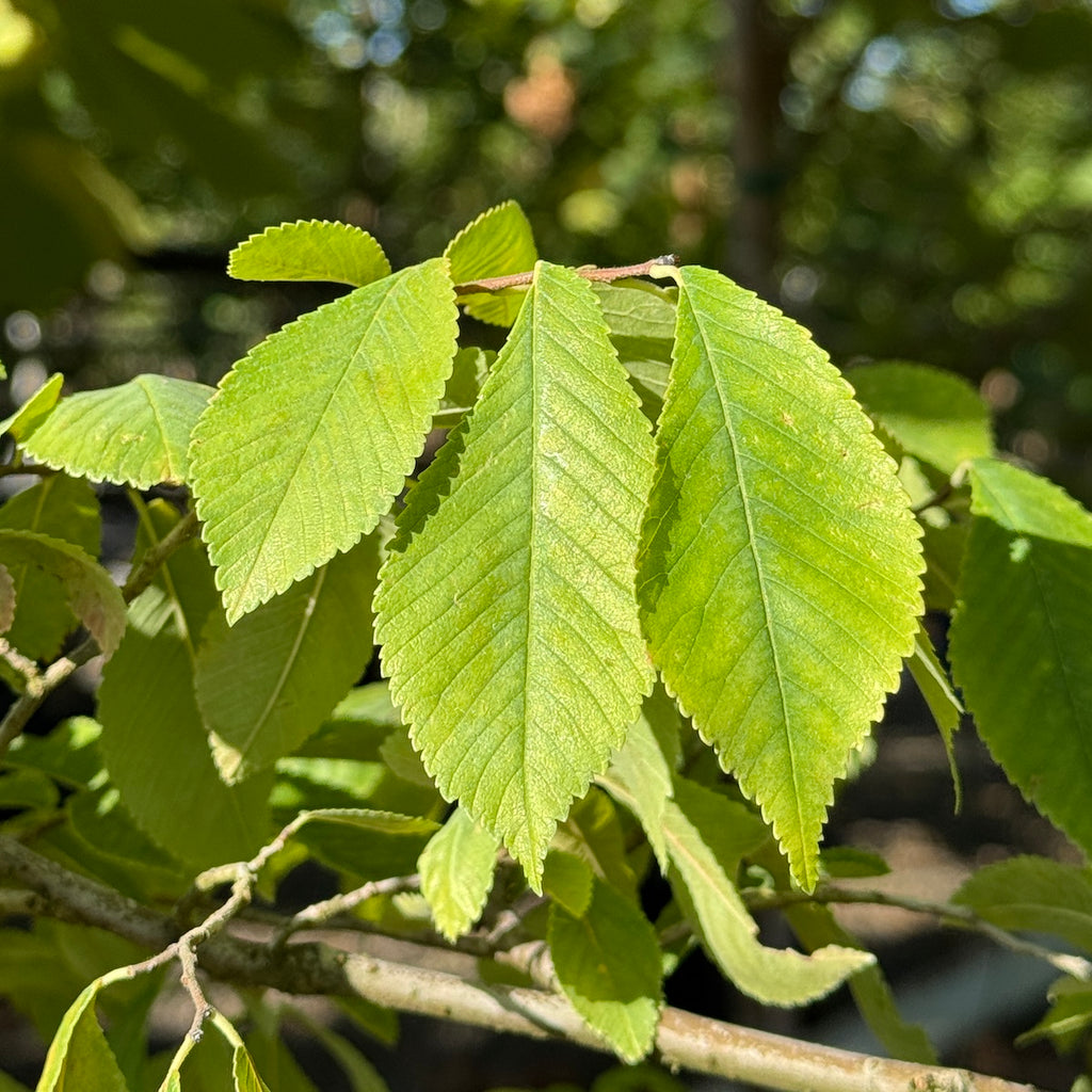 Ulmus 'Frontier'