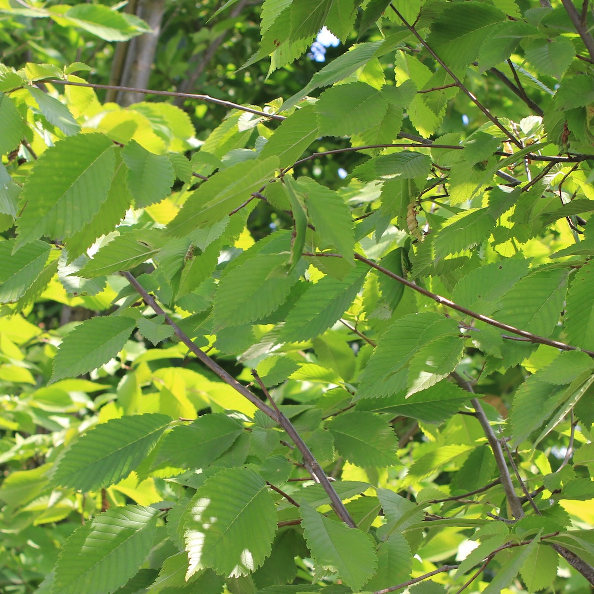 Ulmus americana 'Princeton'