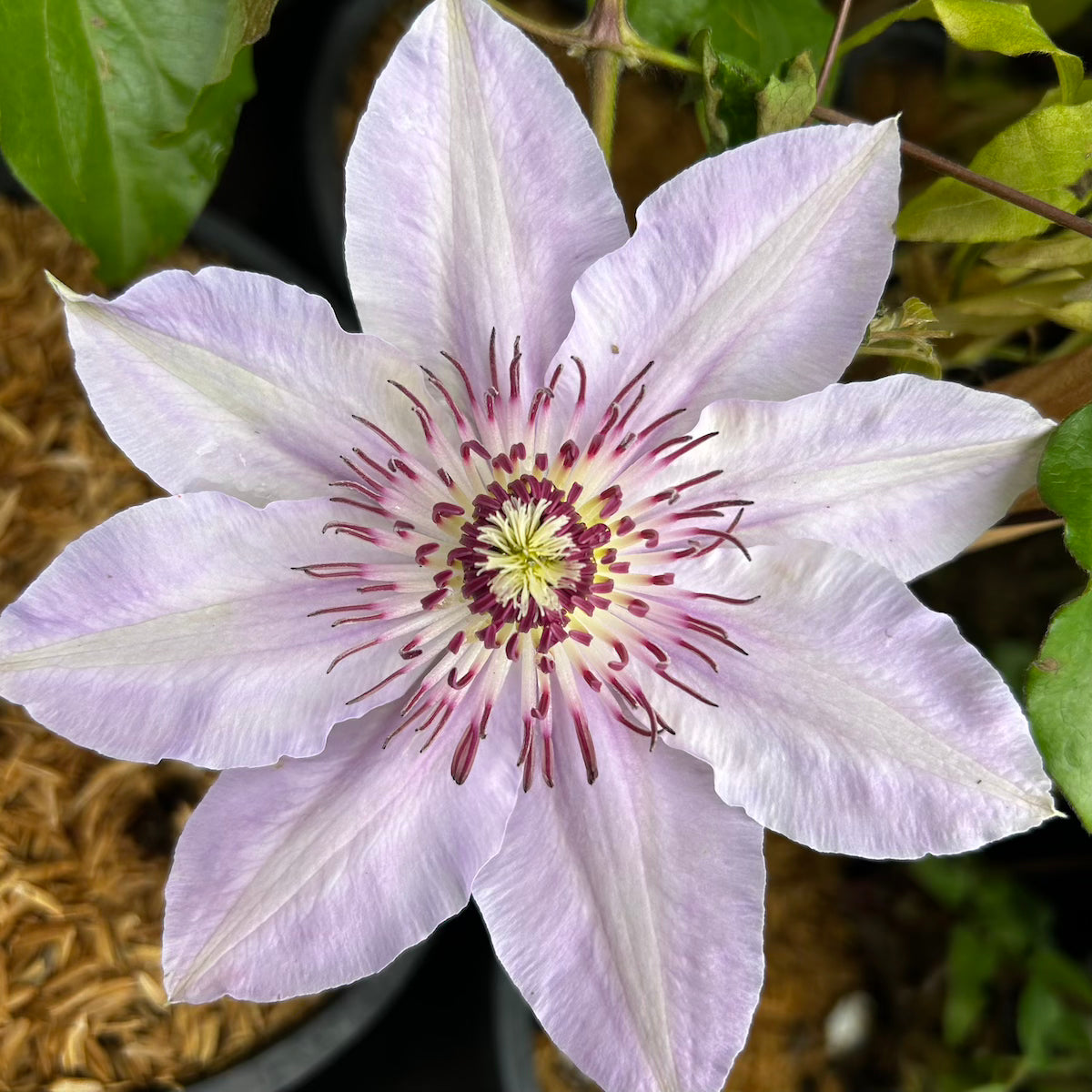 VINE Clematis Horn of Plenty (Purple)