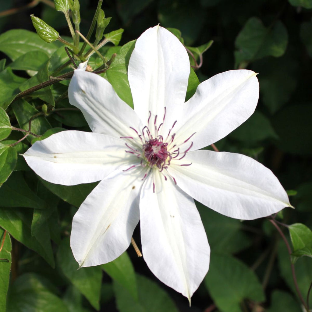 Clematis Vancouver™ 'Fragrant Star' (white)