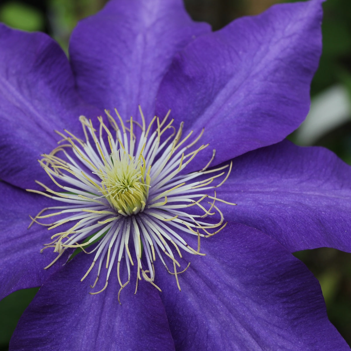 VINE Clematis 'Lord Nevill'(hybrid)
