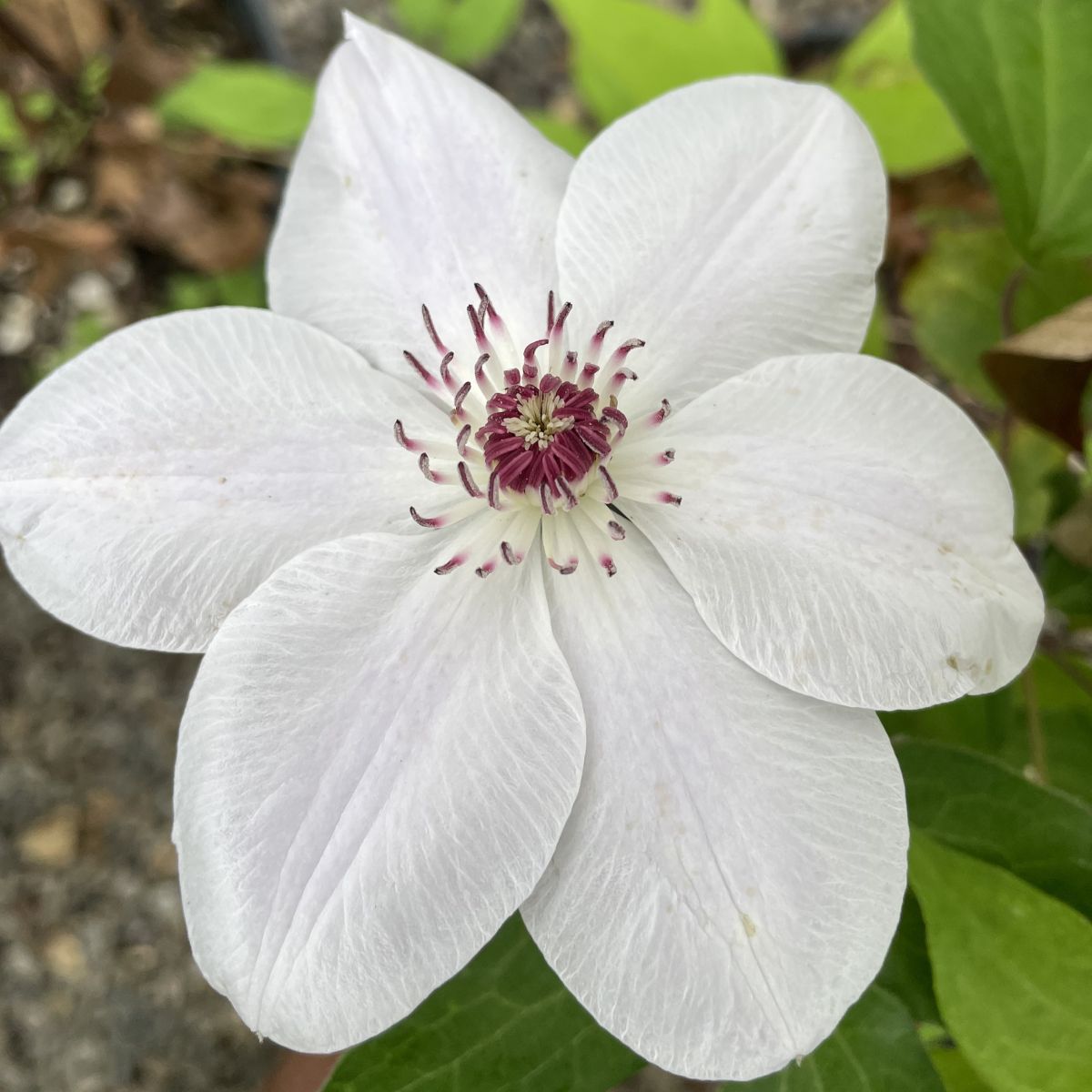 Clematis 'Miss Bateman' (white)