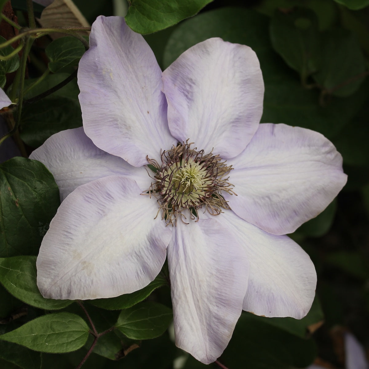 Clematis 'Ramona' (lavendar)