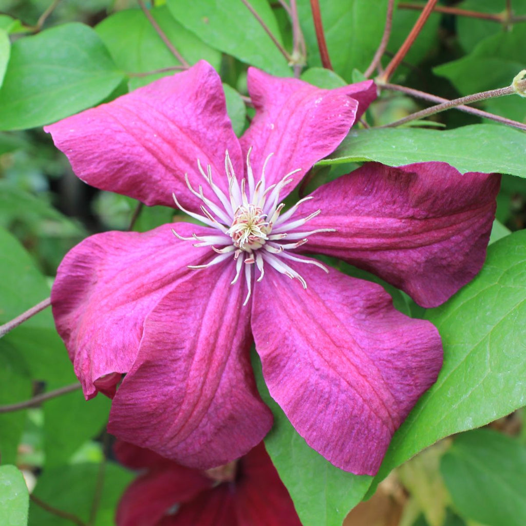 Clematis 'Rouge Cardinal' (red)