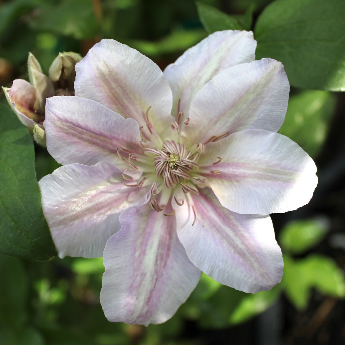 VINE Clematis 'Scartho Gem'