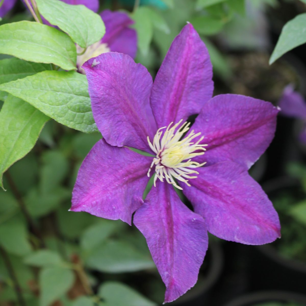 VINE Clematis v. 'Polish Spirit' (purple)