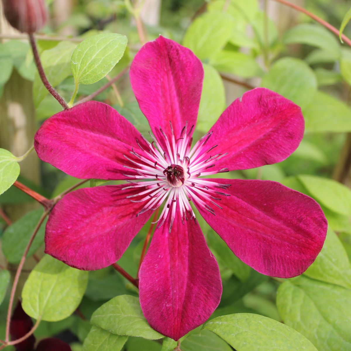 VINE Clematis x 'Allanah' (red)