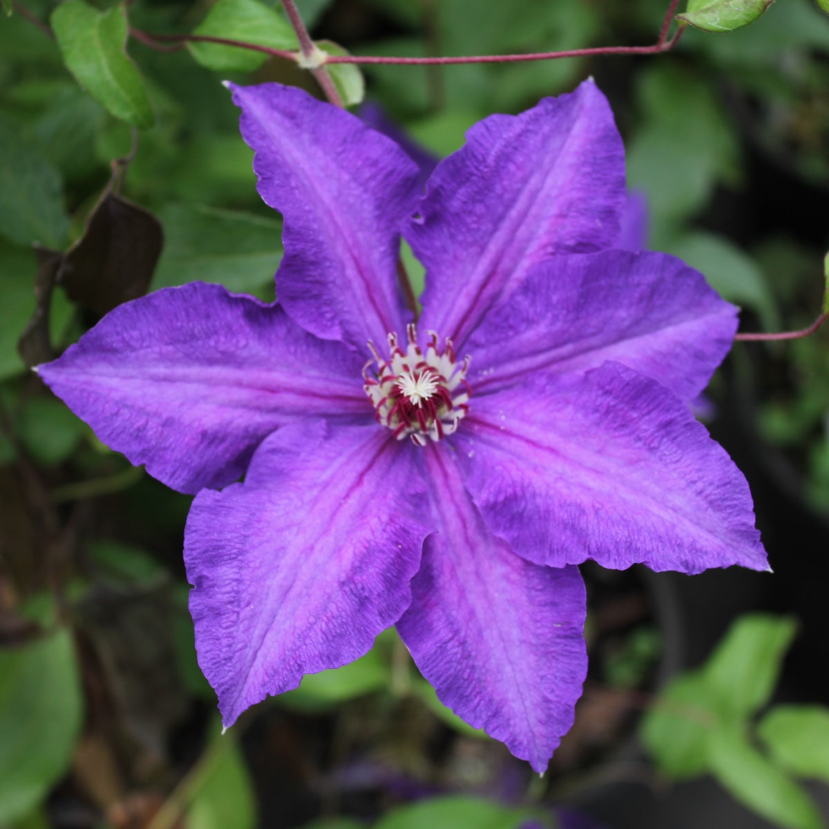 VINE Clematis x 'Danielle' (purple)