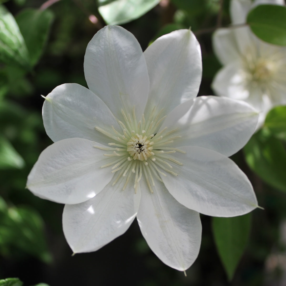 Clematis x 'Guernsey Cream' (white)