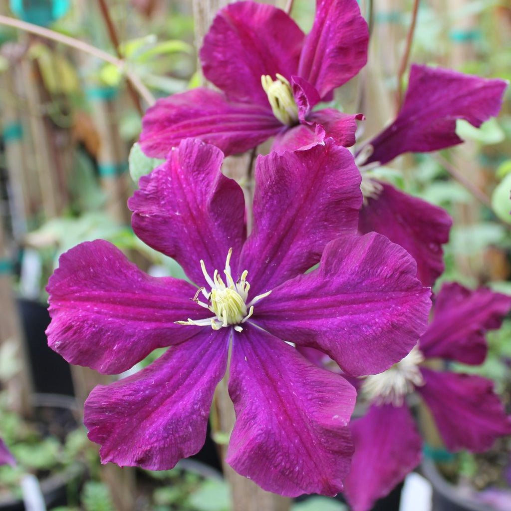 VINE Clematis x 'Warsaw Nike' (purple)