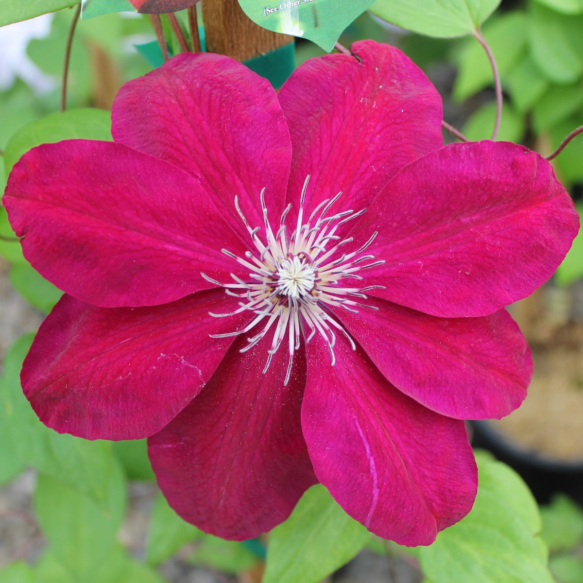 Clematis x 'Westerplatte' (red)