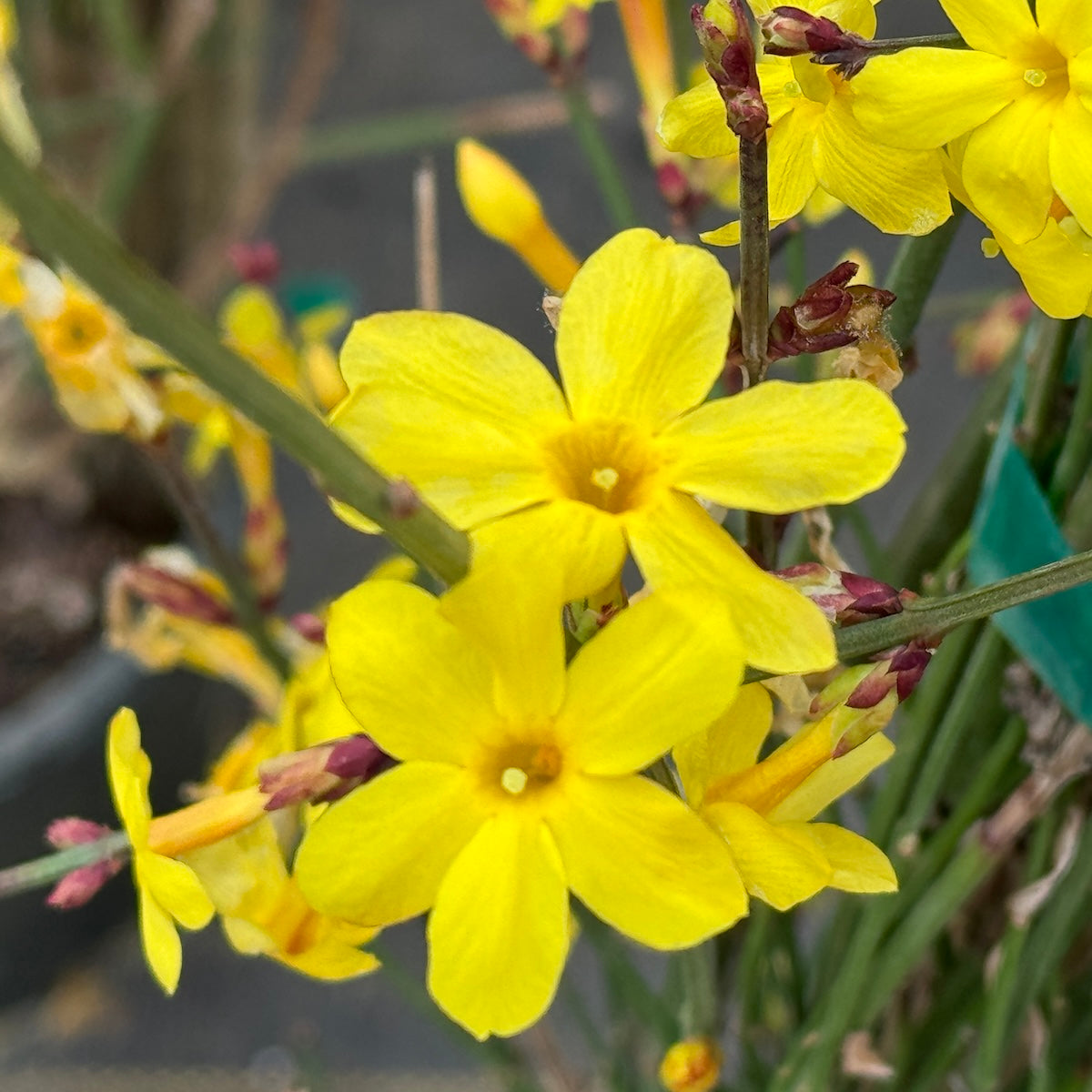 VINE Jasminum nudiflorum, Staked (yellow)