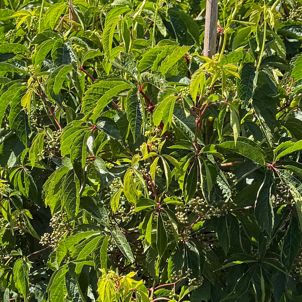 VINE Parthenocissus quinquefolia