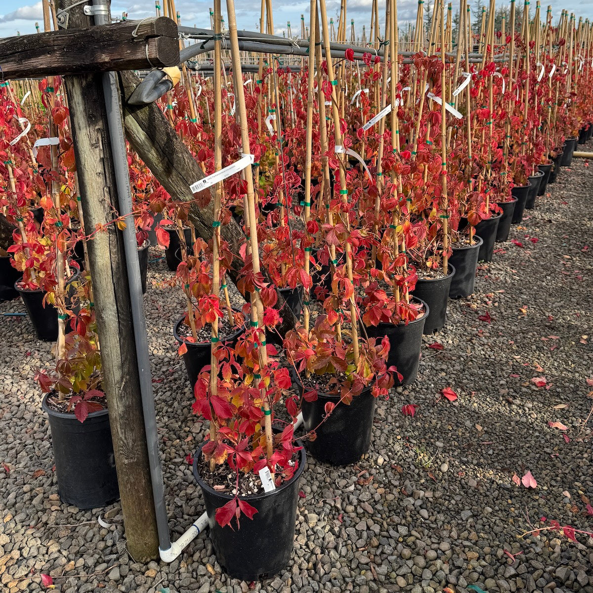 Parthenocissus tricuspidata