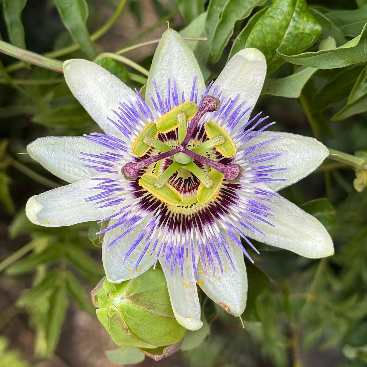 VINE Passiflora 'Betty Myles Young'