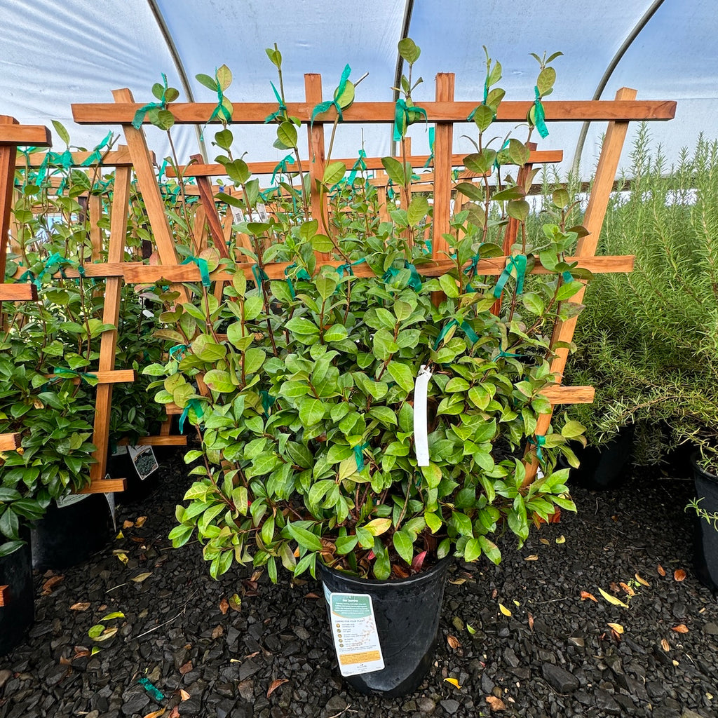 VINE Trachelospermum jasminoides, Espalier