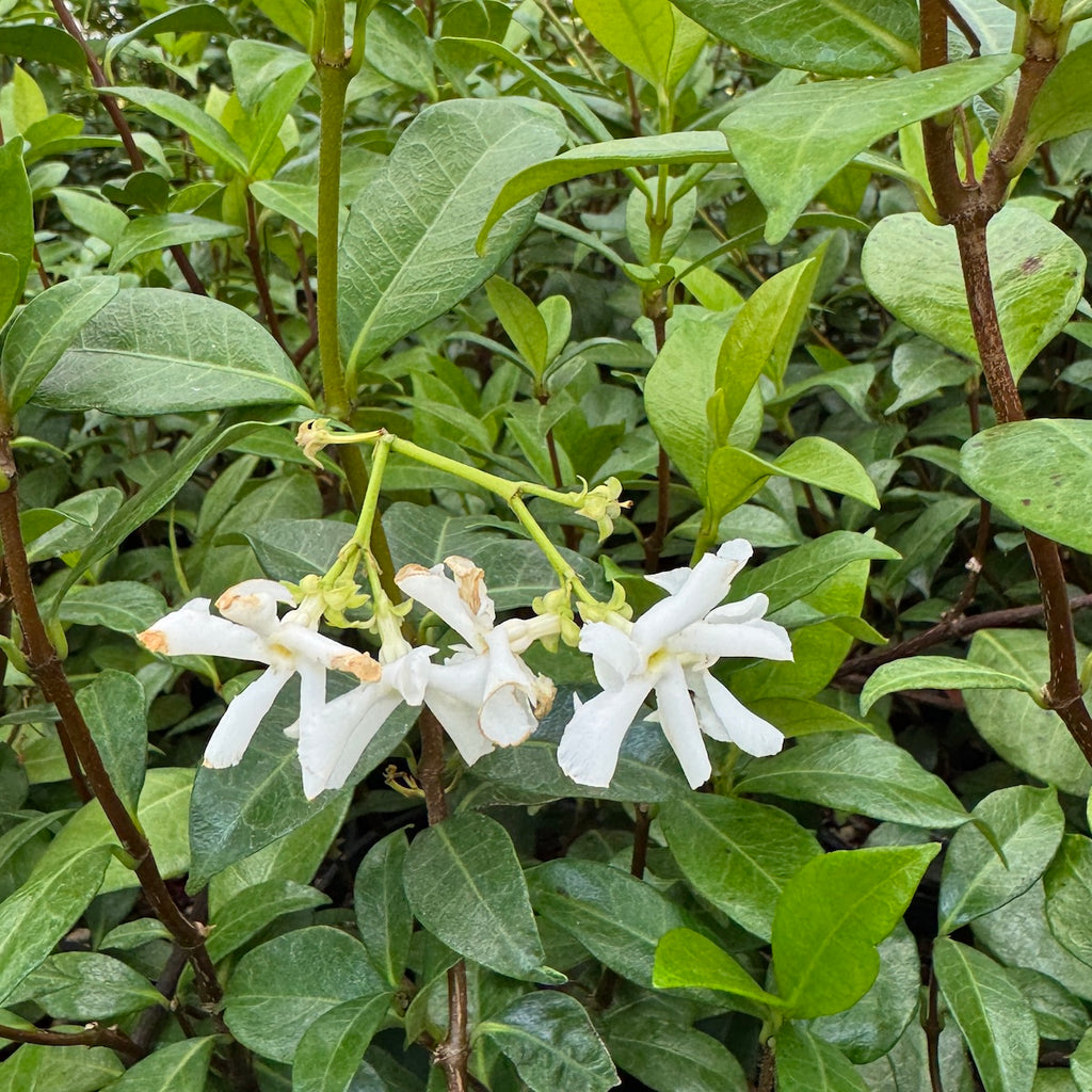 VINE Trachelospermum jasminoides