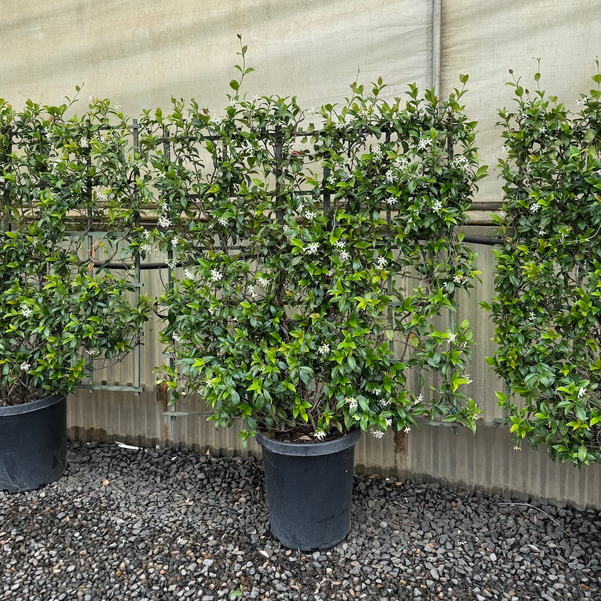 VINE Trachelospermum jasminoides, Espalier