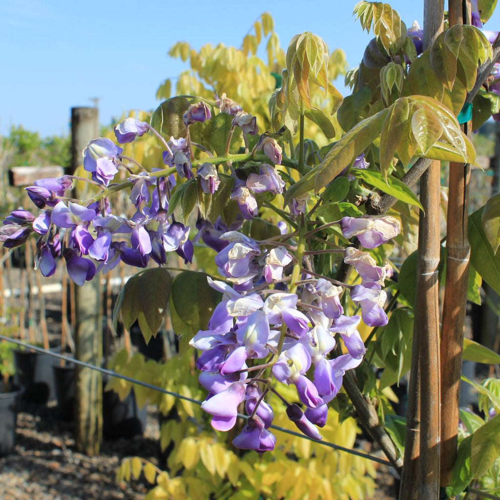 Wisteria brachybotrys 'Okayama'