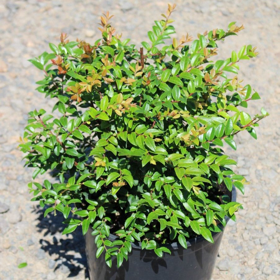 Vaccinium ovatum