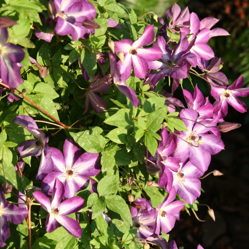 Clematis v. 'Venosa Violacea' (white-purple)