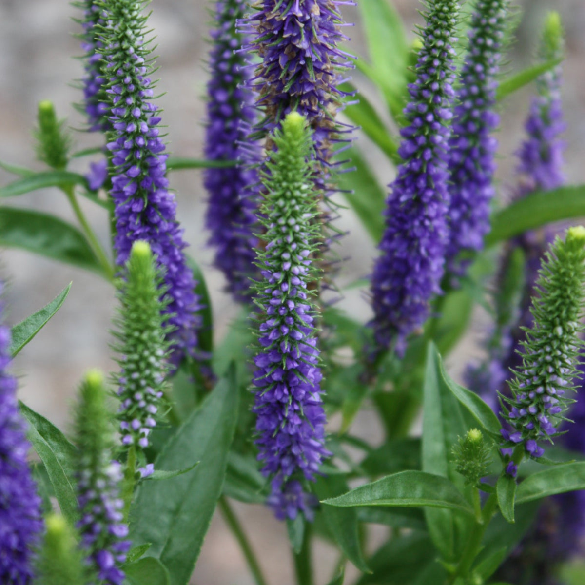 Veronica 'Royal Candles'