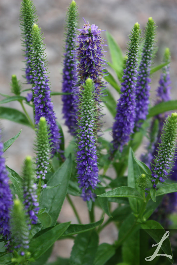 Veronica 'Royal Candles'