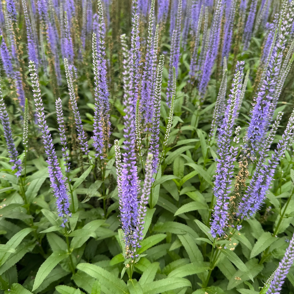 Veronica ‘Blue Skywalker’