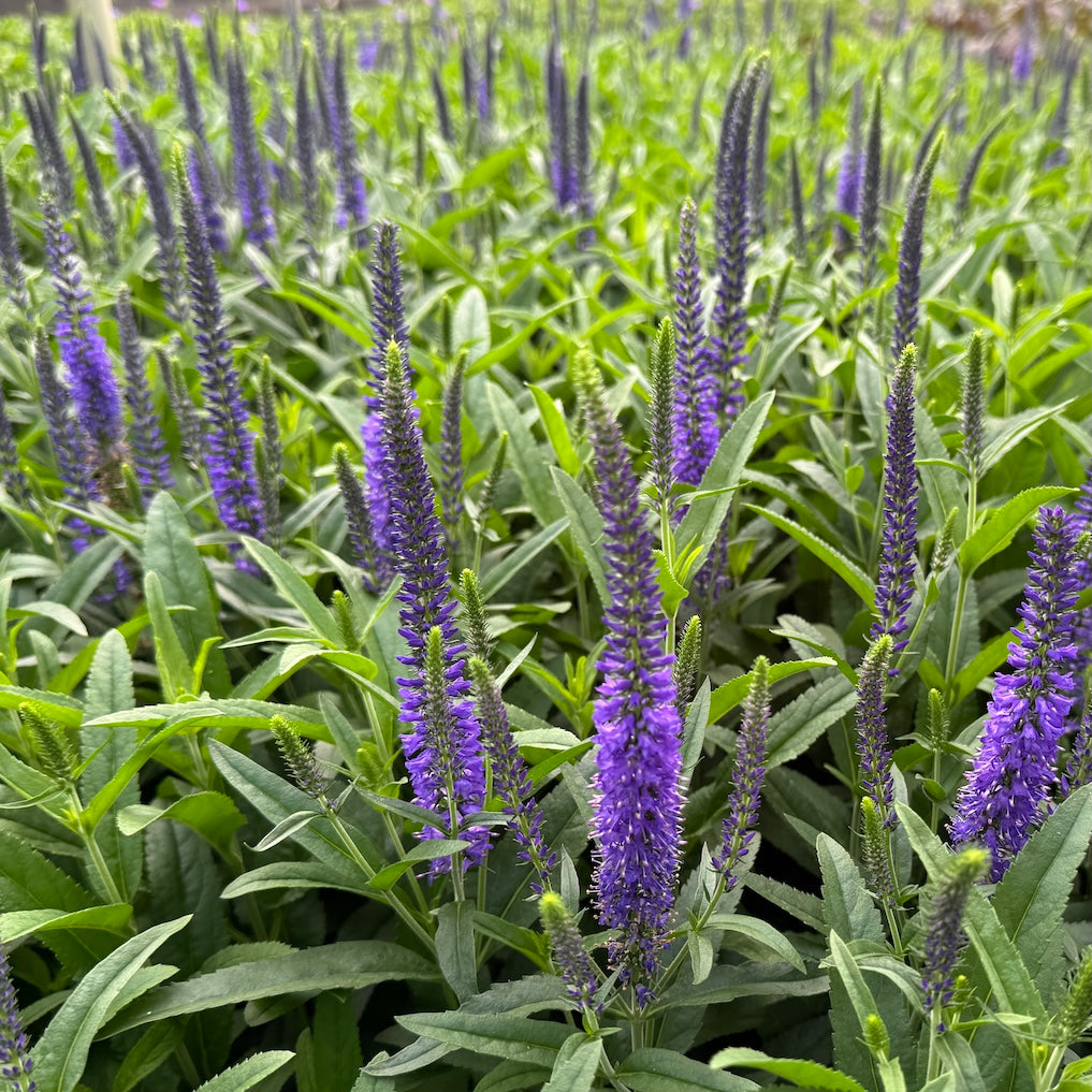 Veronica 'Moody Blues Dark Blue'