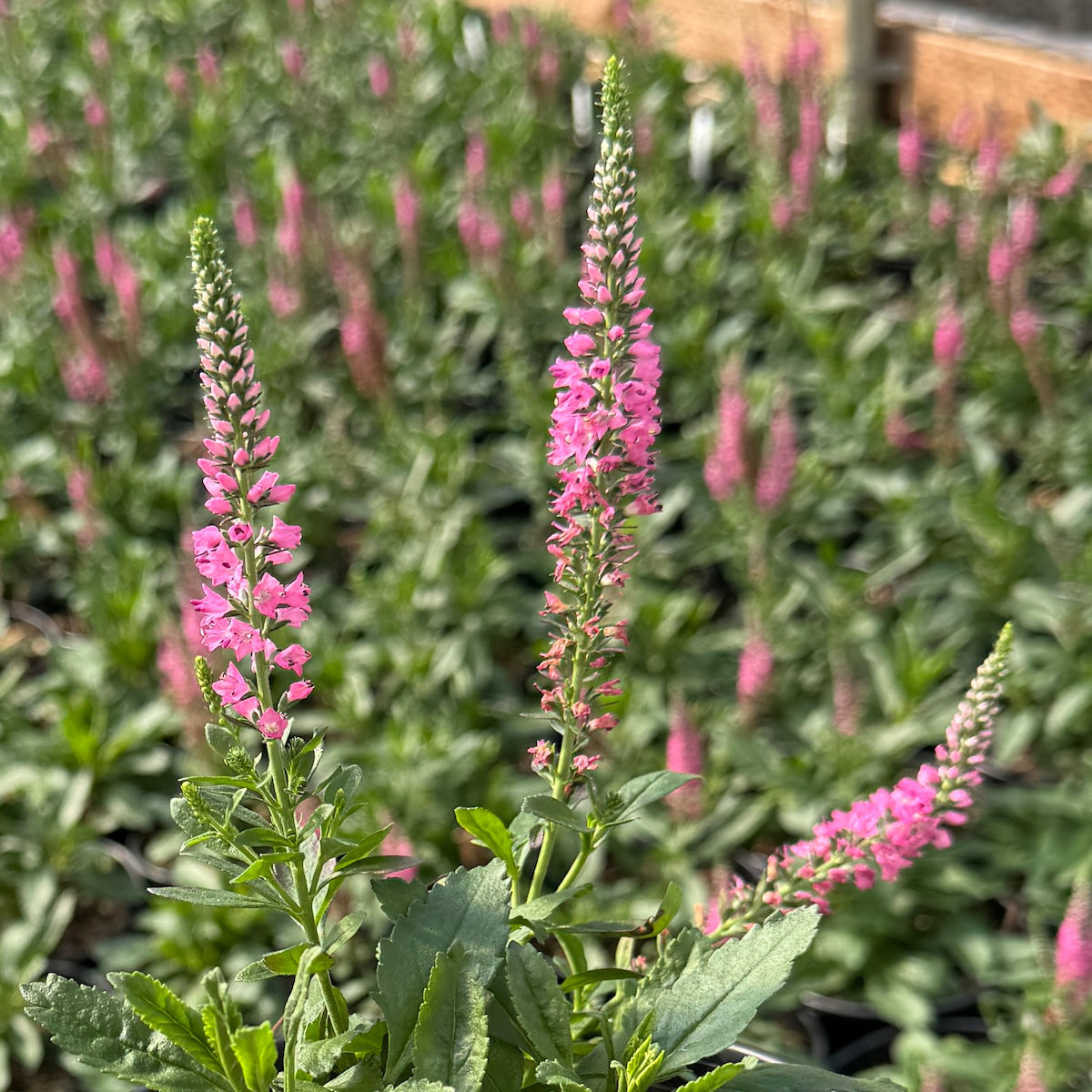 Veronica 'Pink Candles'