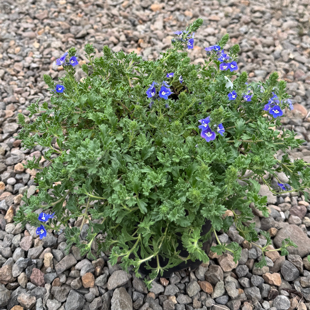 Veronica 'Tidal Pool' PP23341