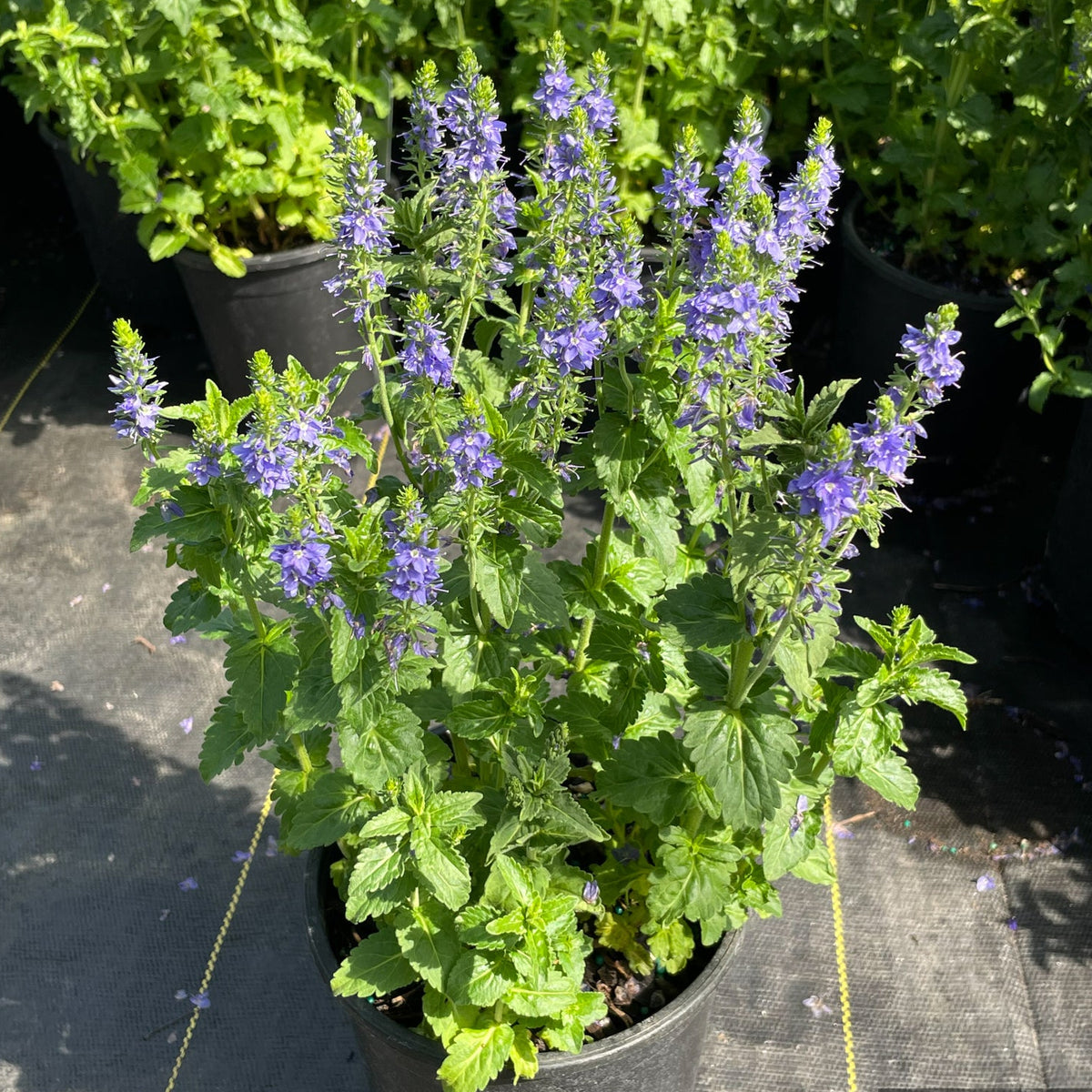 Veronica 'Venice Blue'