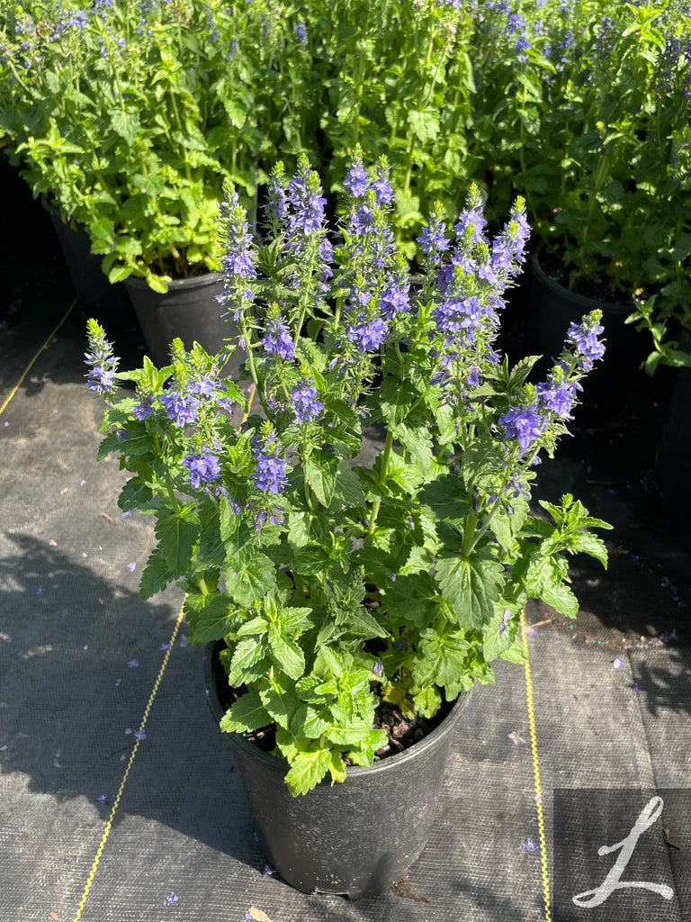 Veronica 'Venice Blue'