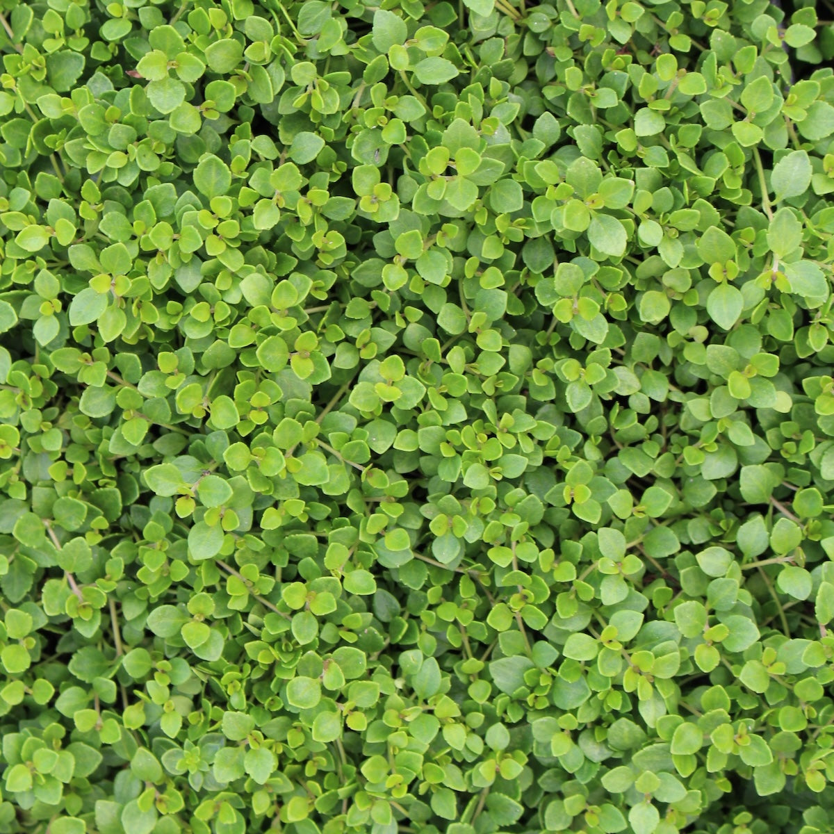 Veronica liwanensis