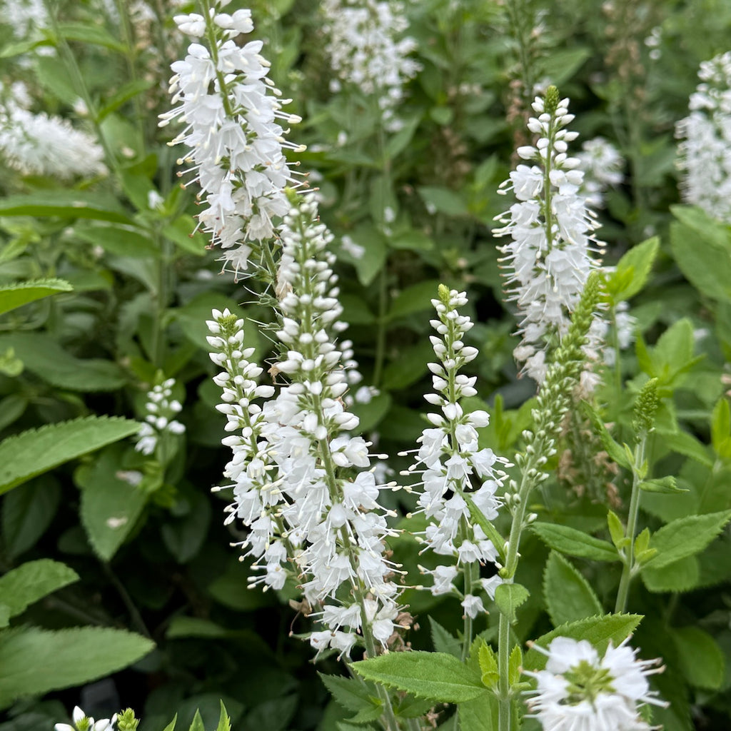 Veronica spicata 'Icicle'